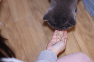 面对零食的小猫咪有多没有抵抗力？