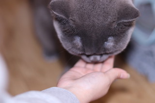 面对零食的小猫咪有多没有抵抗力？