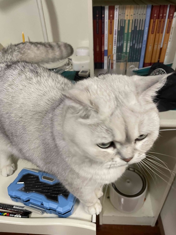 猫咪