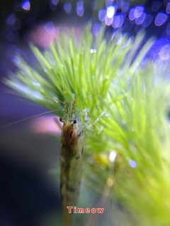 用微观镜头观察我家的小虾