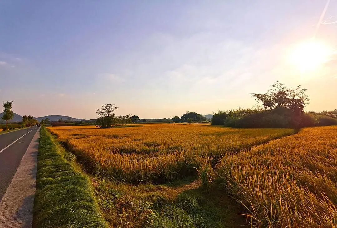 良渚遗址中的稻田风光 ©图虫创意