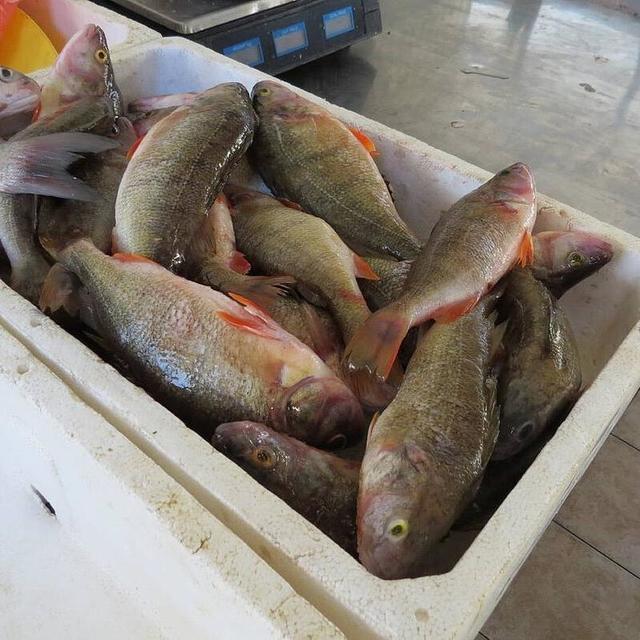 买鲈鱼时，要分清“河鲈”和“海鲈”，区别挺大，弄懂再买不吃亏