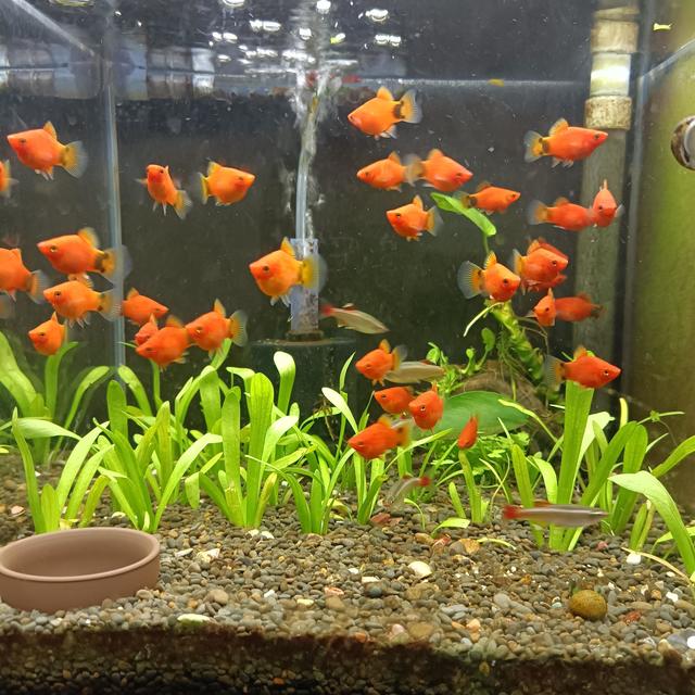 盘点那些养鱼的过滤方式，找到最适合你的养鱼方式——成品缸篇