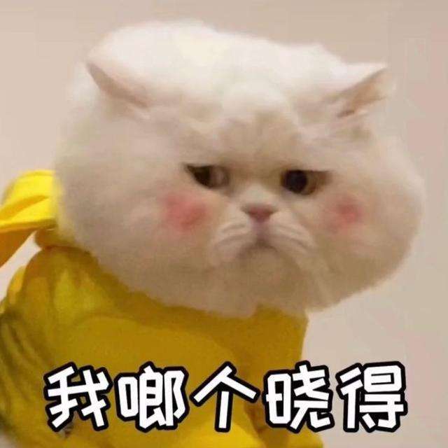 小猫咪爱咬人怎么训？它咬我难道我咬回来嘛！