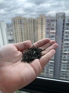 用一杯明前春茶——永川秀芽开启温暖的春天