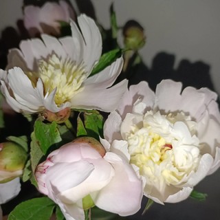 这个季节快来养芍药