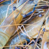 16种虾的辨别图片，带你认识不同的虾和吃法，买虾前不妨看看