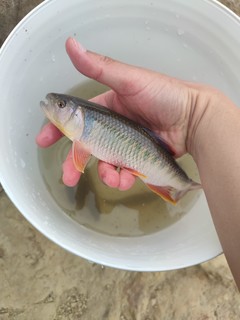 蓝鲫YYDS！解锁超美的原生鱼—宽鳍鱲！