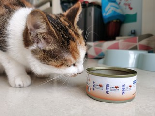 宽福养只大肥猫罐头保护猫肾脏吃起来更开心