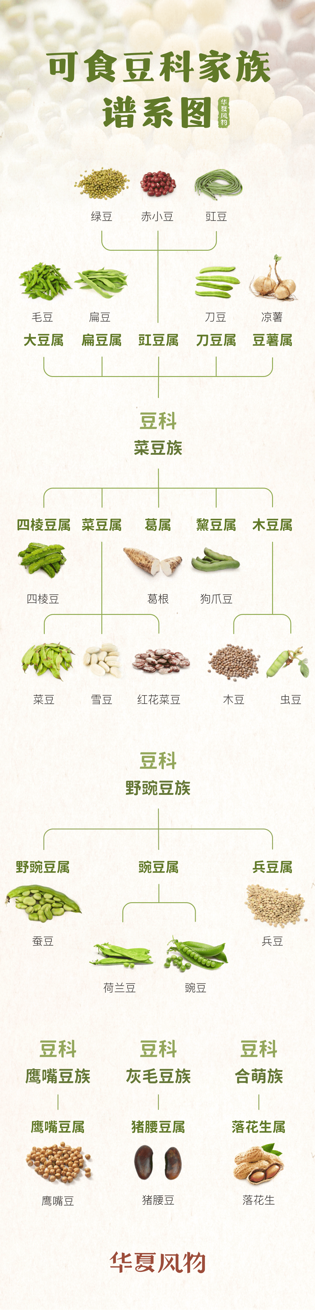中国可食豆类家族一览 ©华夏风物