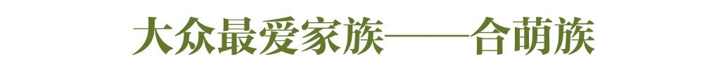 什么？花生、凉薯也算豆类？