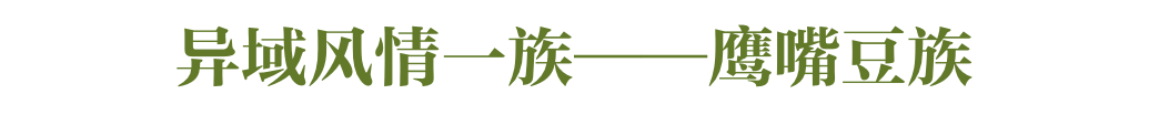 什么？花生、凉薯也算豆类？