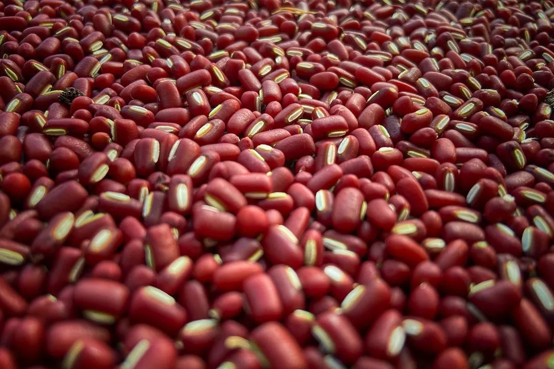 色泽红艳的赤小豆 ©图虫创意
