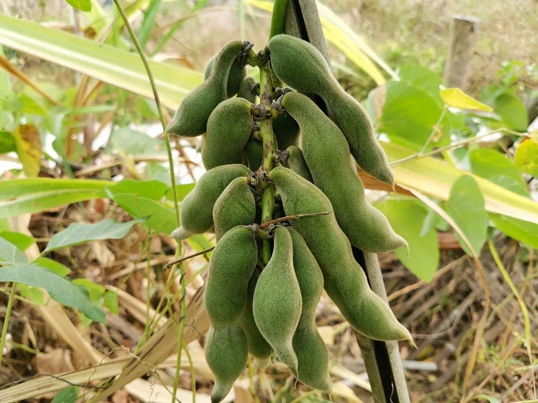 狗爪豆，学名黧豆，也叫猫豆 ©图源网络