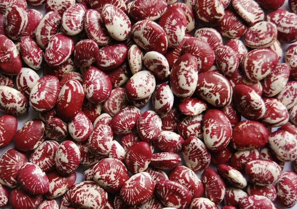 桂东花豆 08图源网络