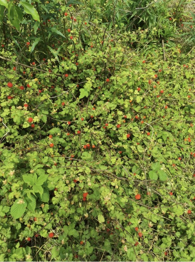 四月上山摘苗子—童年野味之覆盆子