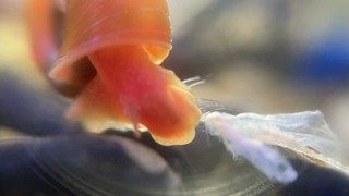 自然法则｜小鱼阵亡 蜗牛小虾有了美餐