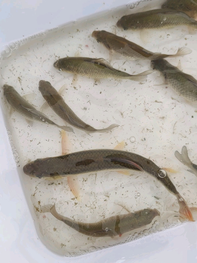 只要15元，我的新钓箱太棒啦！