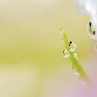 雨季微距好时节！适马105mm F2.8微距镜头测评