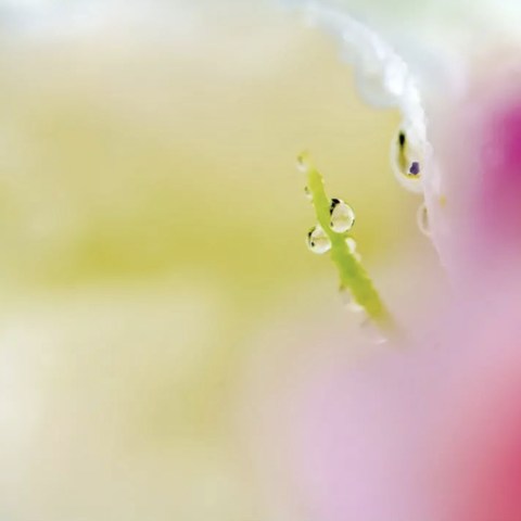 雨季微距好时节！适马105mm F2.8微距镜头测评