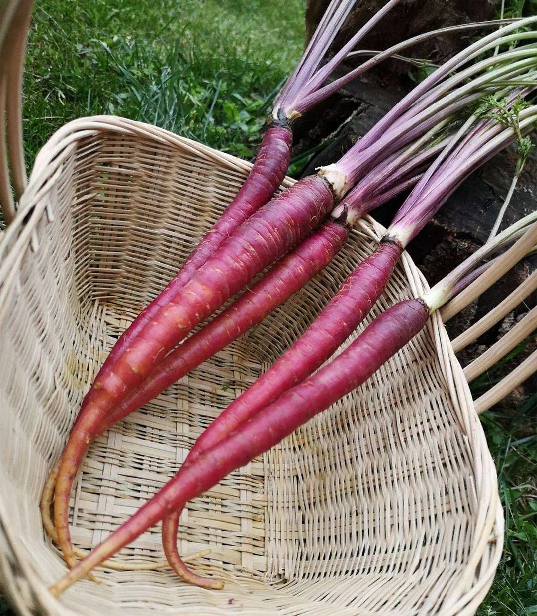 紫色胡萝卜堪称胡萝卜家族里的鼻祖品种,由于口感不佳如今少有栽种
