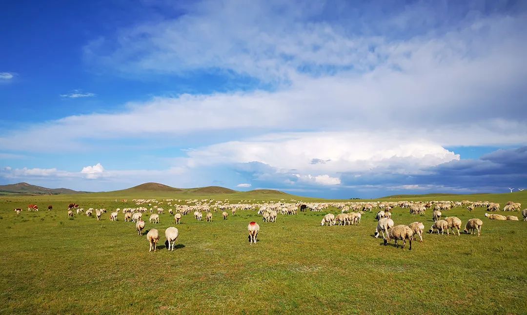 牛羊成群的锡林郭勒草原 ©图虫创意