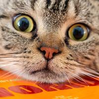 WOMO风干猫粮评测：全面均衡营养给宠物最健康的快乐