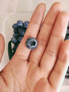 爱ta就给ta买蓝莓呀