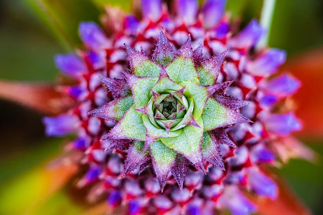 现在还有多少人不知道菠萝和凤梨的关系_新鲜水果_什么值得买