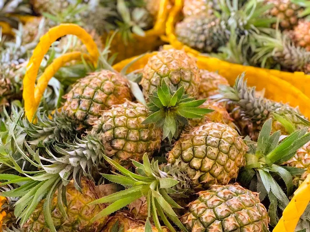 如今市场上的菠萝品种五花八门 ©图虫创意