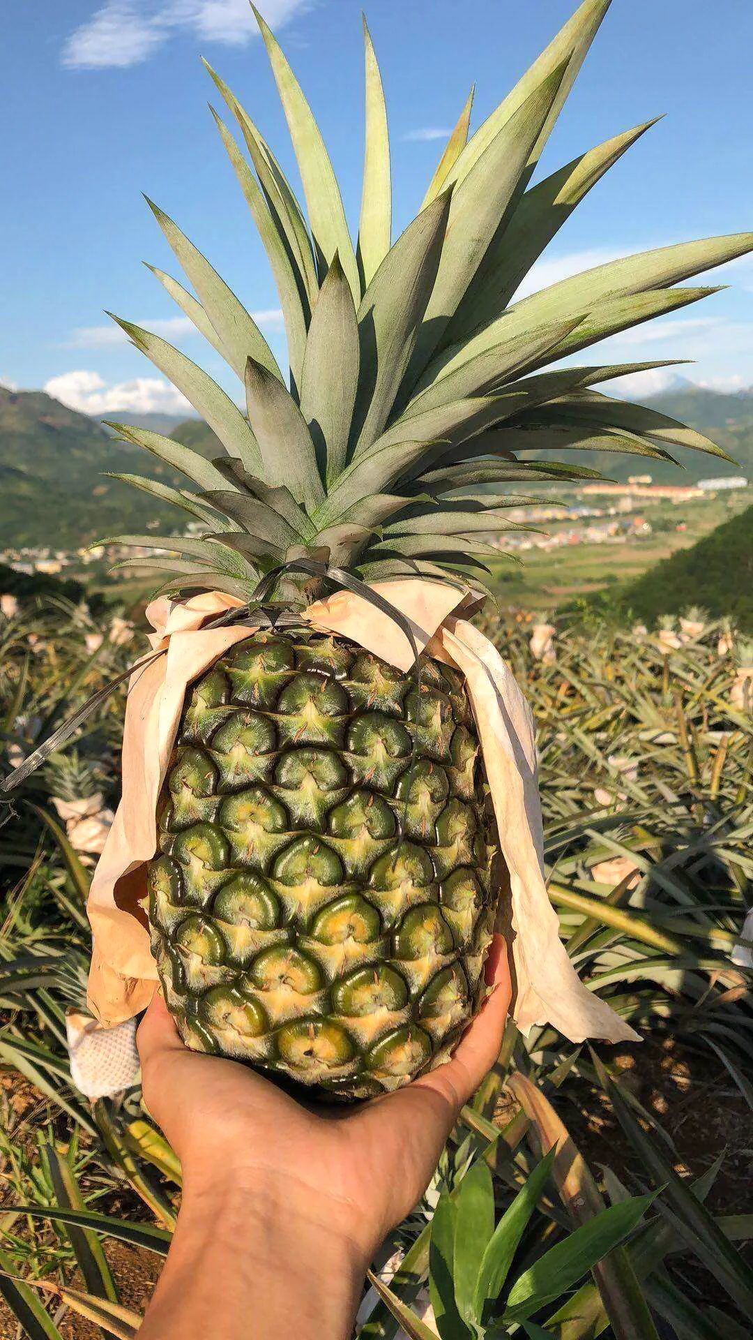 景洪无眼菠萝 08图源网络