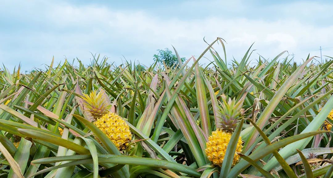中国菠萝种植面积已超过100万亩 ©图虫创意