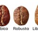 一点小见解：国产生豆之《云南咖啡豆》——“阿拉比卡”之谜