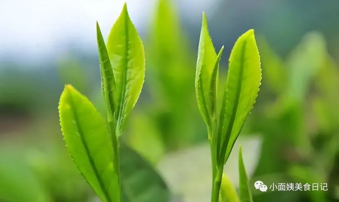 全國哪的茶葉最好喝?經過評比,這4地茶名列前茅,有你家鄉的嗎_茶類_什