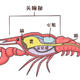  小龙虾解剖构造图，看完你就不会乱吃了　