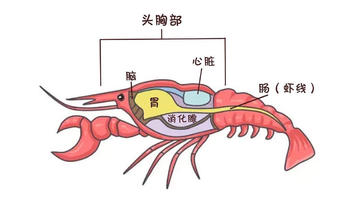 小龙虾解剖构造图，看完你就不会乱吃了