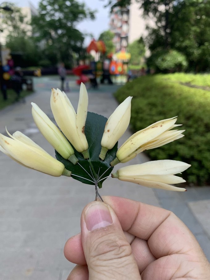 清香的白兰花送给老奶奶老人家开心了好久