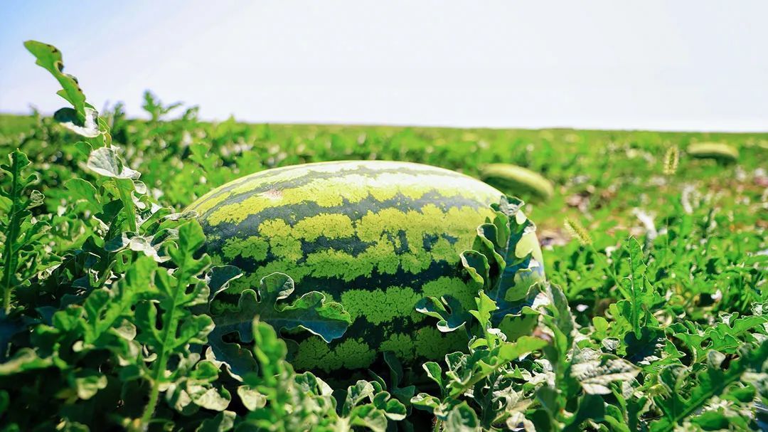 宁夏中卫压砂西瓜 08图虫创意