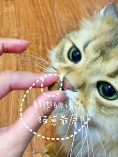 成长期的猫咪，就该选它！