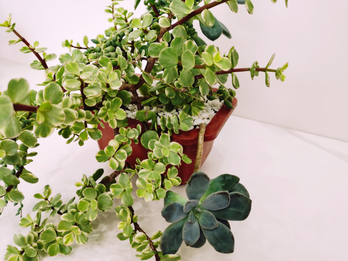 多肉怎么样大男孩的快乐 自生自灭两年的大杂烩多肉 什么值得买