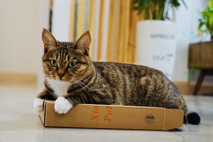 猫咪怎么样我们是只标准狸花猫 什么值得买 猫咪怎么样我们是只标准狸花猫 什么值得买