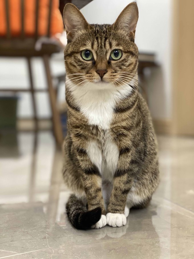 猫咪怎么样我们是只标准狸花猫 什么值得买 猫咪怎么样我们是只标准狸花猫 什么值得买