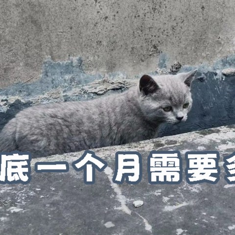 养猫到底一个月需要多少钱？