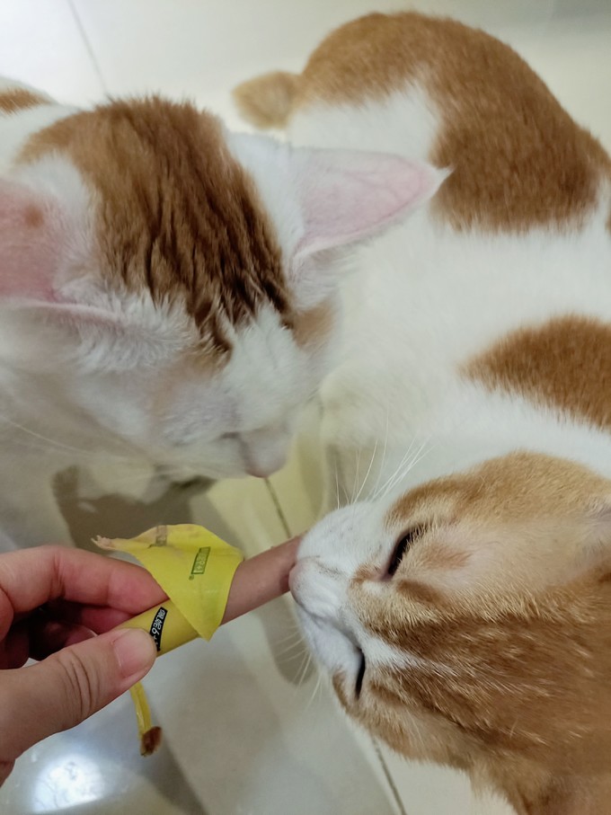 猫犬通用零食