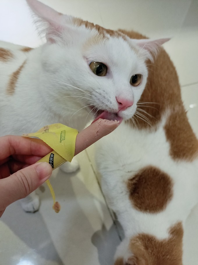 猫犬通用零食