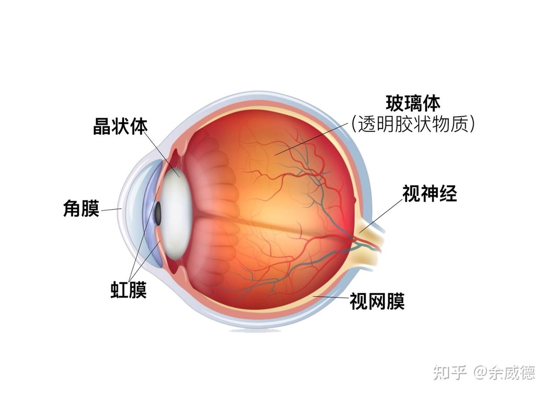 关于近视你所需要知道的事