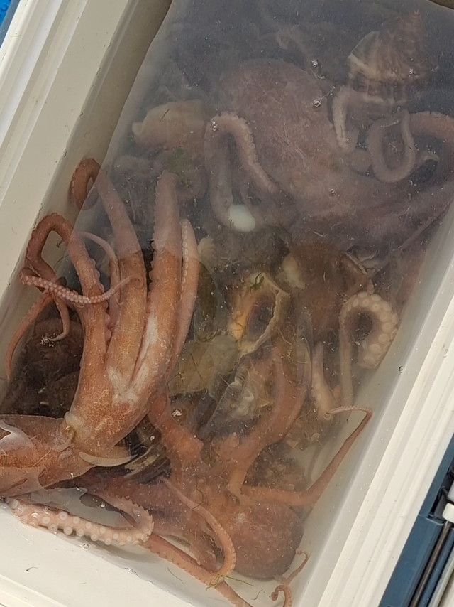 《家住胶州湾。。》的补偿和补充