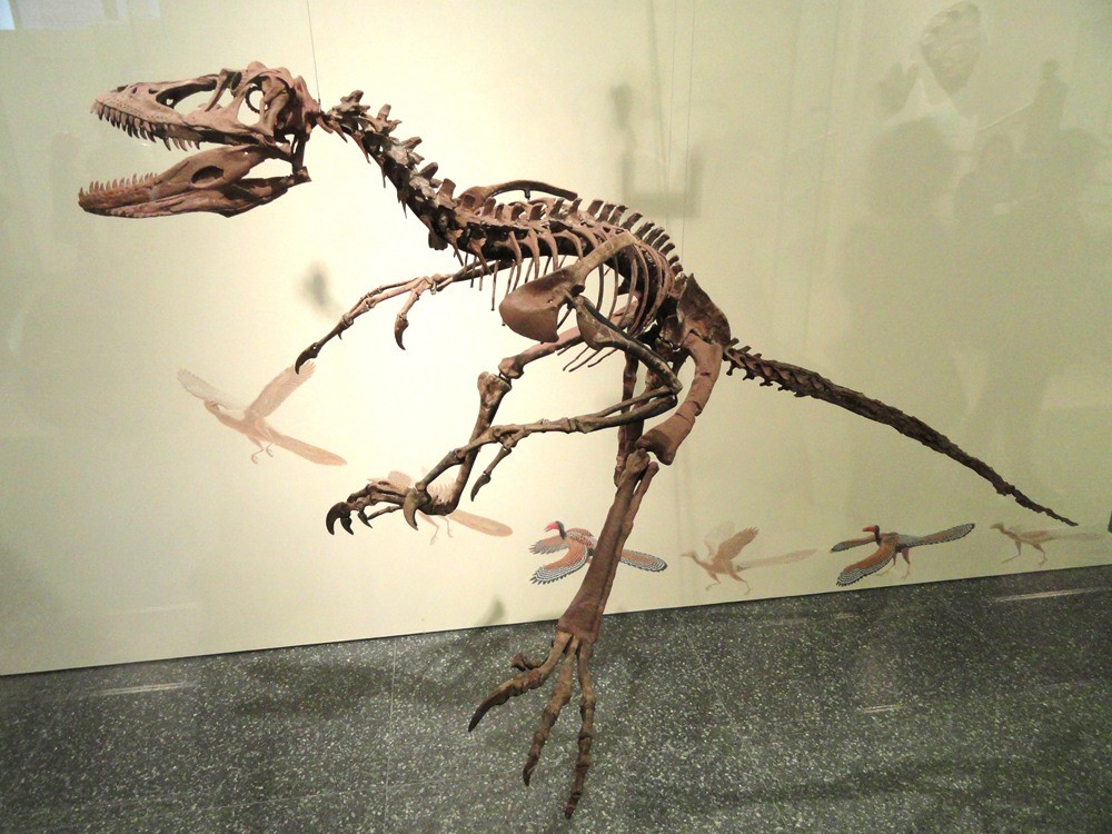 《侏罗纪世界3》今日上映,迅猛龙原型骨架拍卖1241万美元