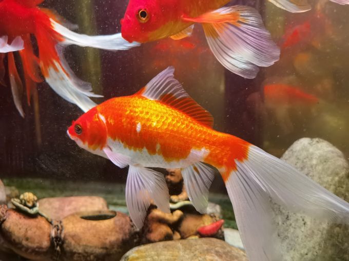 水族用品怎么样晒宠物d2 保持鱼缸清洁 过滤棉要勤换 什么值得买