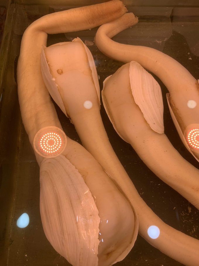 海鲜水产怎么样 4只12斤,1000入手的象拔蚌,不贵吧_什么值得买